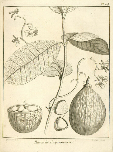 Pacouria guianensis