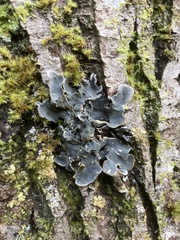 Lobarina scrobiculata