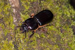 Passalus interstitialis