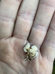 Lobarina scrobiculata