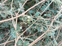 Kallstroemia californica