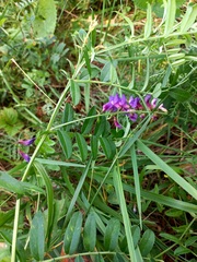 Vicia amoena