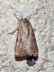 Micrathetis triplex