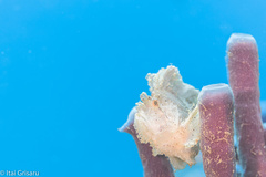 Taenianotus triacanthus