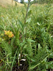 Artemisia integrifolia
