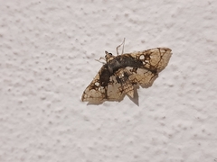 Omphisa