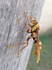 Polistes carnifex carnifex