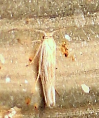 Scythrididae