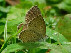 Zizeeria knysna