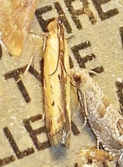 Elasmopalpus lignosella