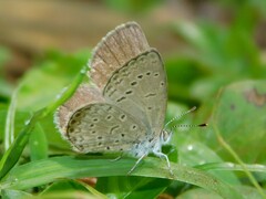Zizeeria knysna