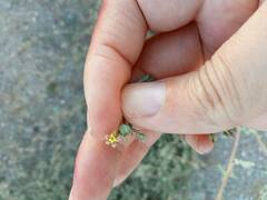 Kallstroemia californica