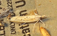 Fissicrambus quadrinotellus