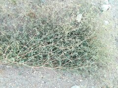 Kallstroemia californica