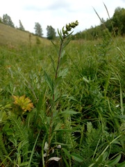 Artemisia integrifolia