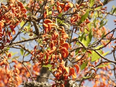 Erythrina falcata