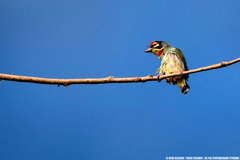 Psilopogon haemacephalus