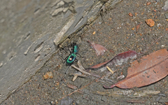 Pseudoxycheila