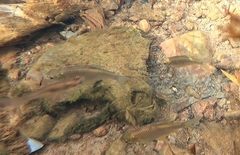 Barbonymus gonionotus