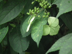 Hydrangea chinensis