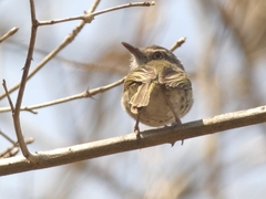 Hemitriccus margaritaceiventer