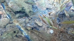 Barbonymus gonionotus