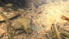 Barbonymus gonionotus