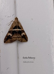 Melipotis perpendicularis