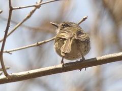 Hemitriccus margaritaceiventer