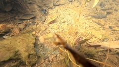 Barbonymus gonionotus