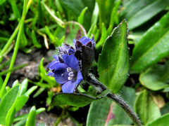 Veronica alpina