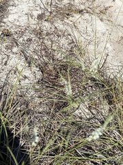 Polygonella gracilis