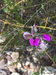 Polygala bracteolata