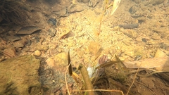 Barbonymus gonionotus