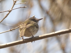 Hemitriccus margaritaceiventer