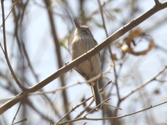 Hemitriccus margaritaceiventer