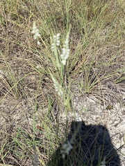 Polygonella gracilis