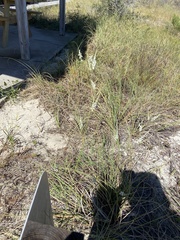 Polygonella gracilis