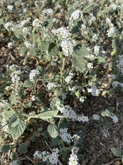 Heliotropium hirsutissimum