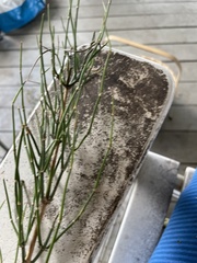 Ephedra antisyphilitica