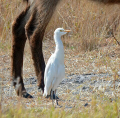 Bubulcus ibis ibis