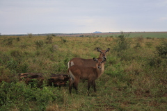 Kobus ellipsiprymnus defassa