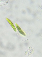 Fusola viridis