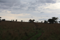 Giraffa camelopardalis rothschildi