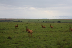 Alcelaphus buselaphus lelwel