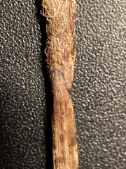 Eleocharis palustris