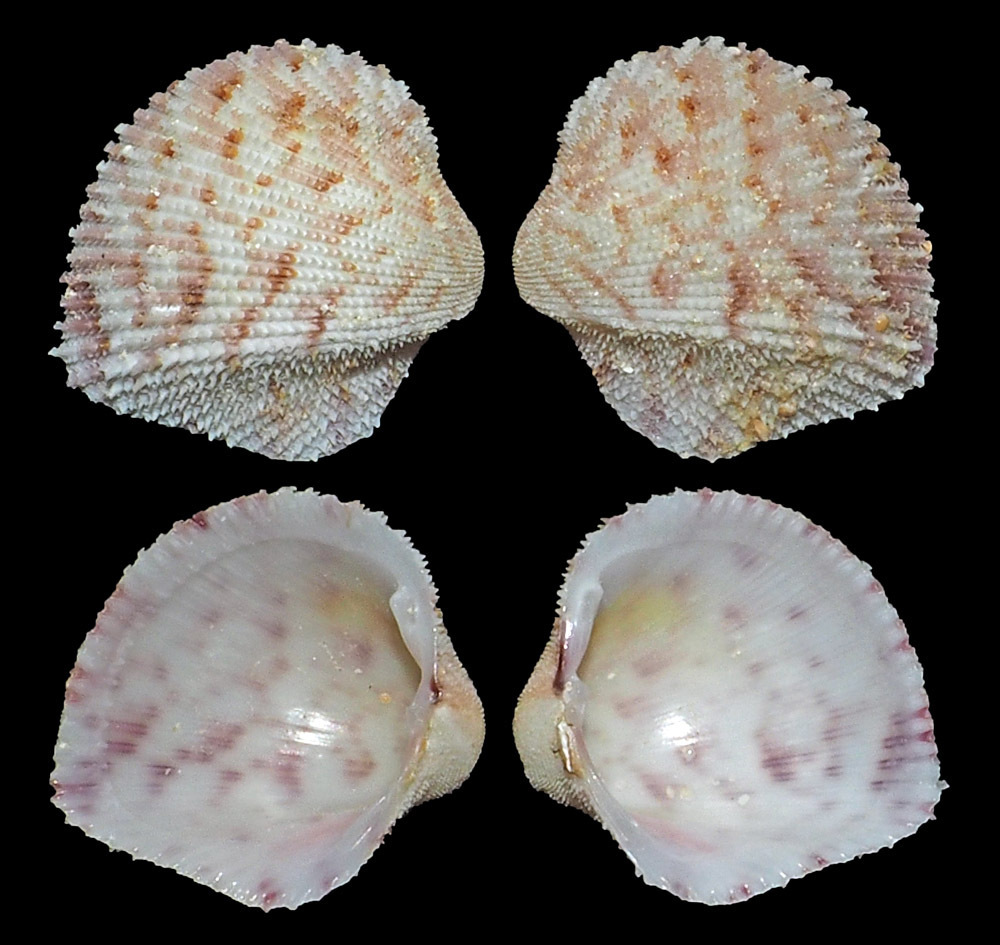 arching strawberry cockle