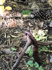 Lumbricus terrestris