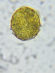 Parvodinium inconspicuum