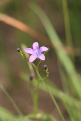 Wahlenbergia krebsii krebsii